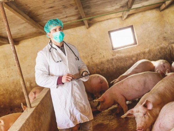 Методи діагностики гельмінтіазу у свиней: