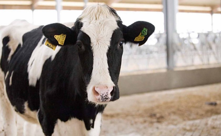 Голландська порода корів характеристика, фото, плюси і мінуси, утримання та догляд - Сучасне тваринництво