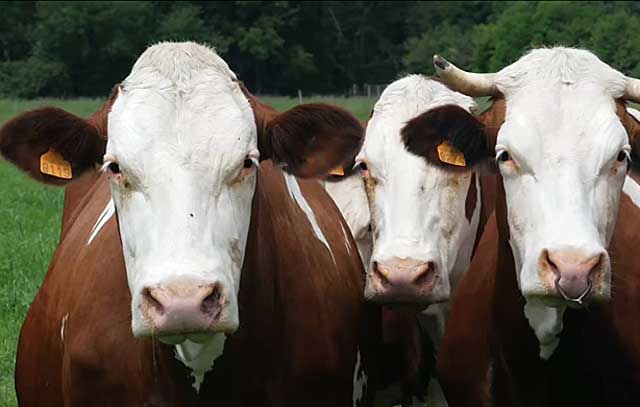 Поради щодо безпечної охоти в корови