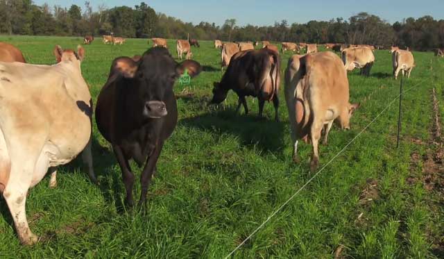 Пасовищне утримання ВРХ, як привчити корову до стада (фото) - Сучасне тваринництво