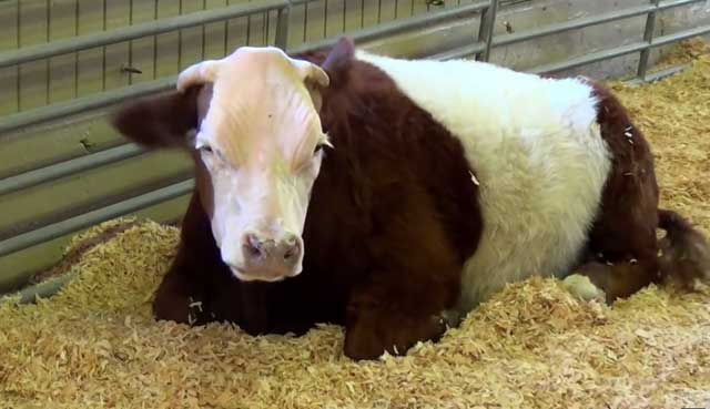 Підшкірний кліщ у корови: симптоми, профілактика та лікування | Найдок Біо