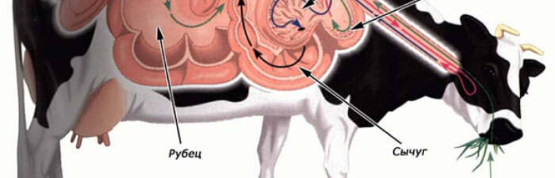 Что делает рубец у коровы. Симптомы тимпании рубца у КРС. Тимпания жвачных животных.